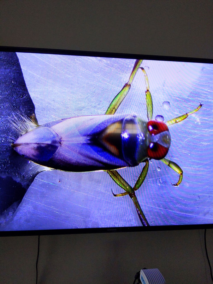 Oblong bug with purple and blue body, green legs and large red eyes, under magnification.